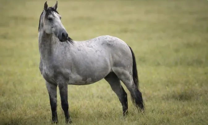 CNA debate proposta de classificação do cavalo lavradeiro como espécie invasora em Roraima