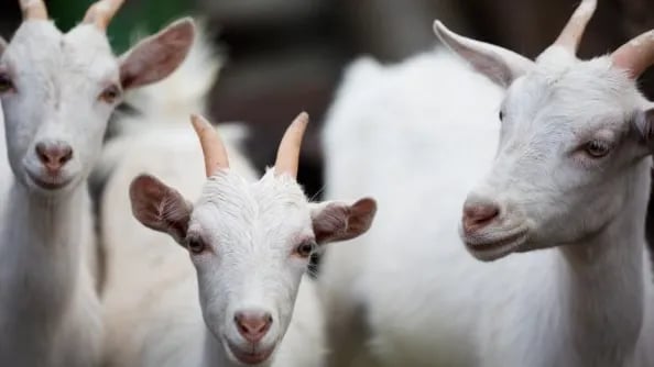 Iniciativa da Uece para ovinos e caprinos é selecionada em edital do CNPq