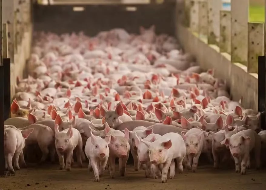 Bem-estar animal avança na suinocultura brasileira em 2026, mas financiamento trava transição