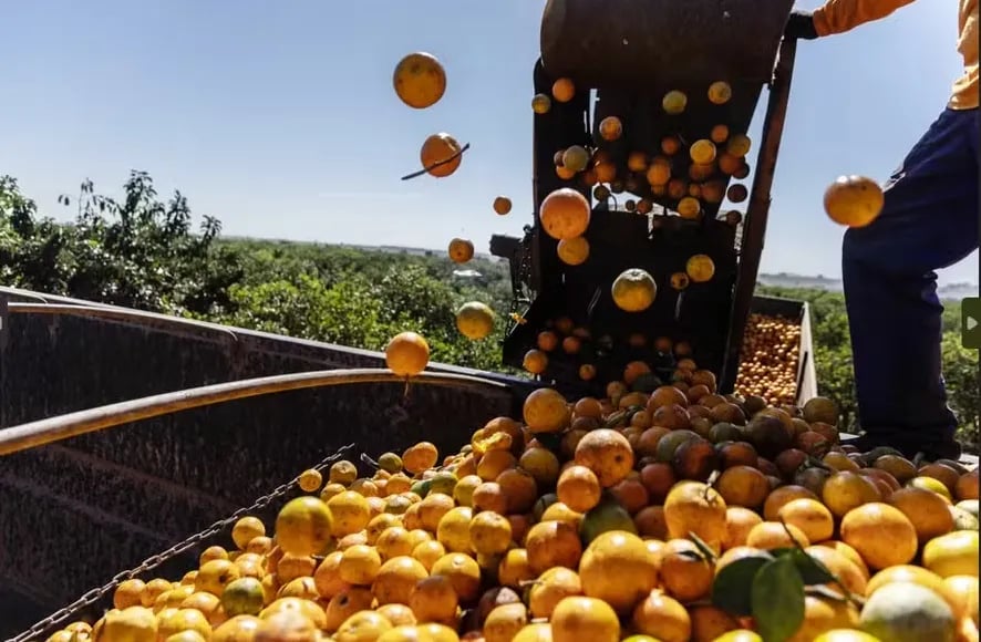 Preço da laranja para indústria acumula queda de 11,4% com recuo nas compras spot