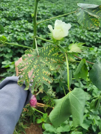 Nematoides danificam raízes do algodoeiro no Cerrado e favorecem a murcha de Fusarium