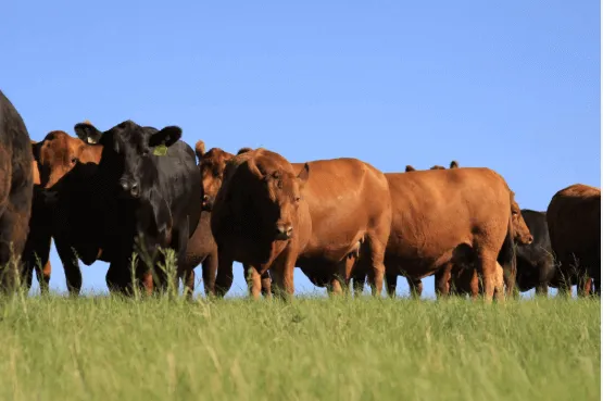 Angus tem média de R$ 18.718,63 por touro em leilões de Santa Catarina
