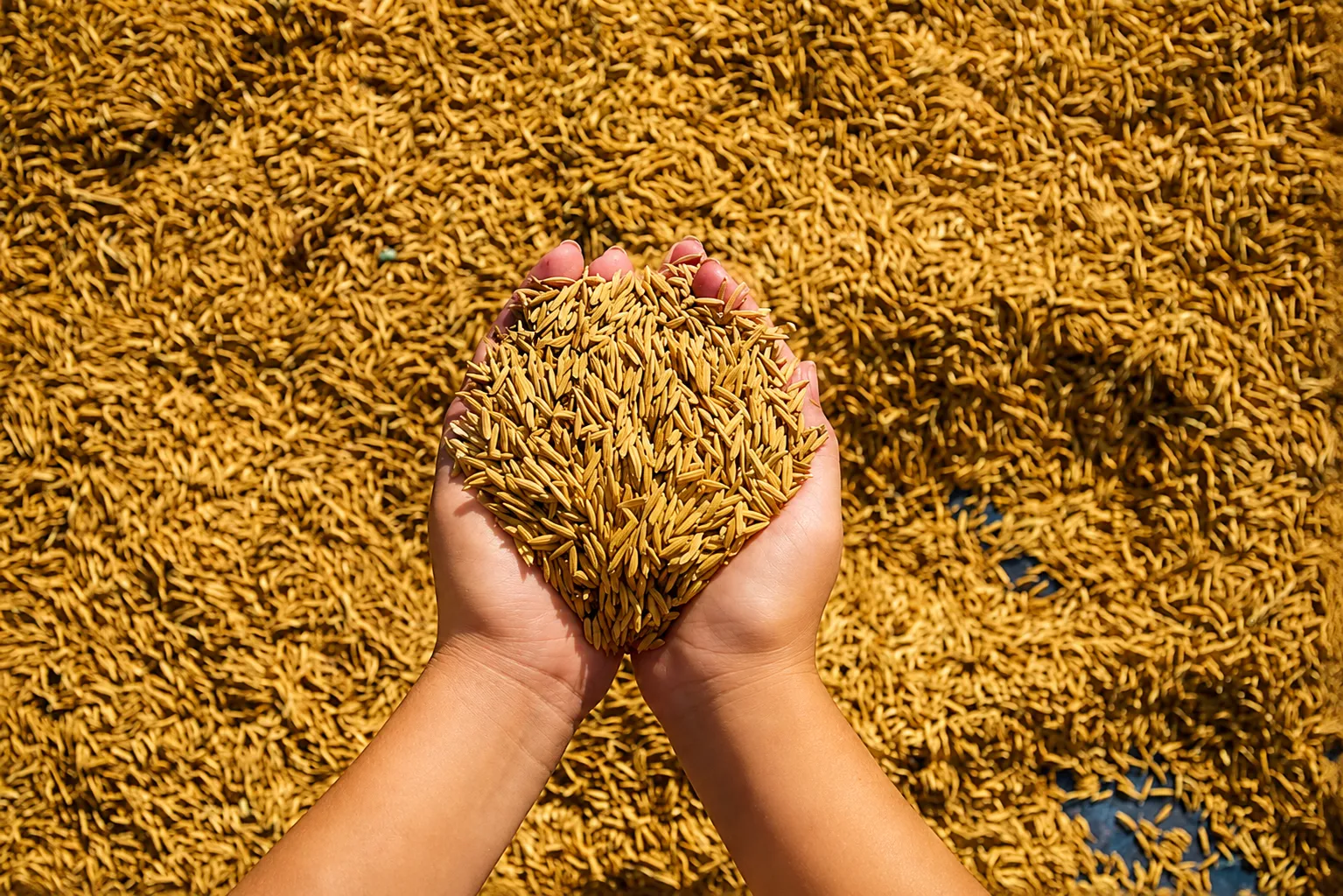 Arroz em casca no RS atinge em agosto a maior média mensal desde abril de 2025
