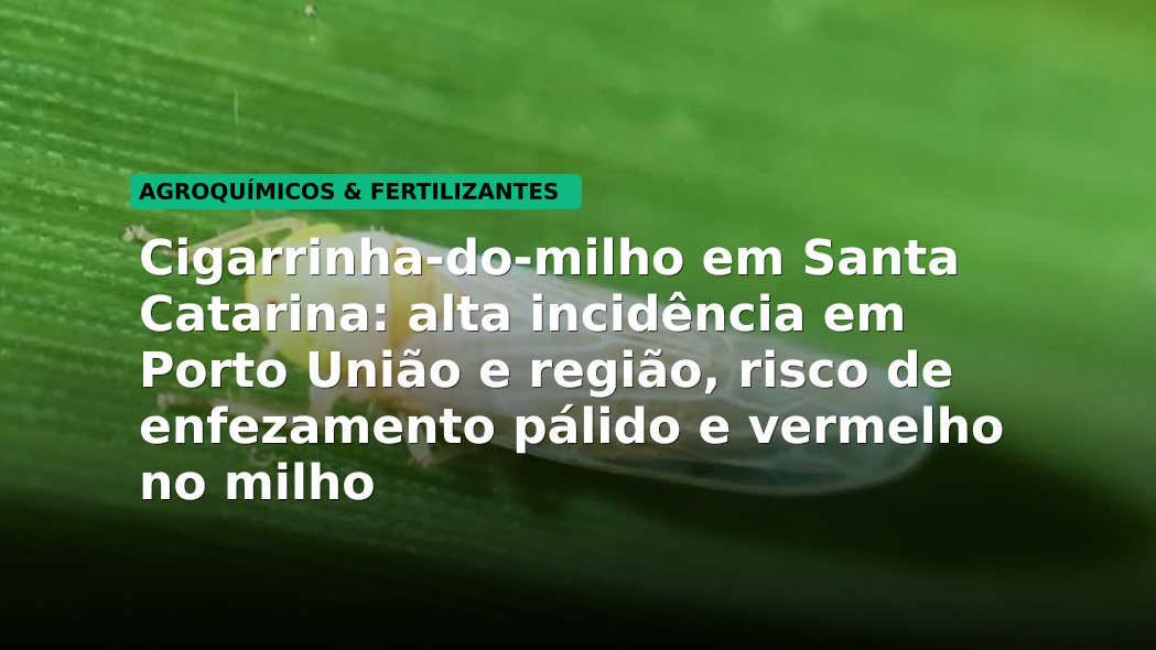 Cigarrinha-do-milho em Santa Catarina: alta incidência em Porto União e região, risco de enfezamento pálido e vermelho no milho