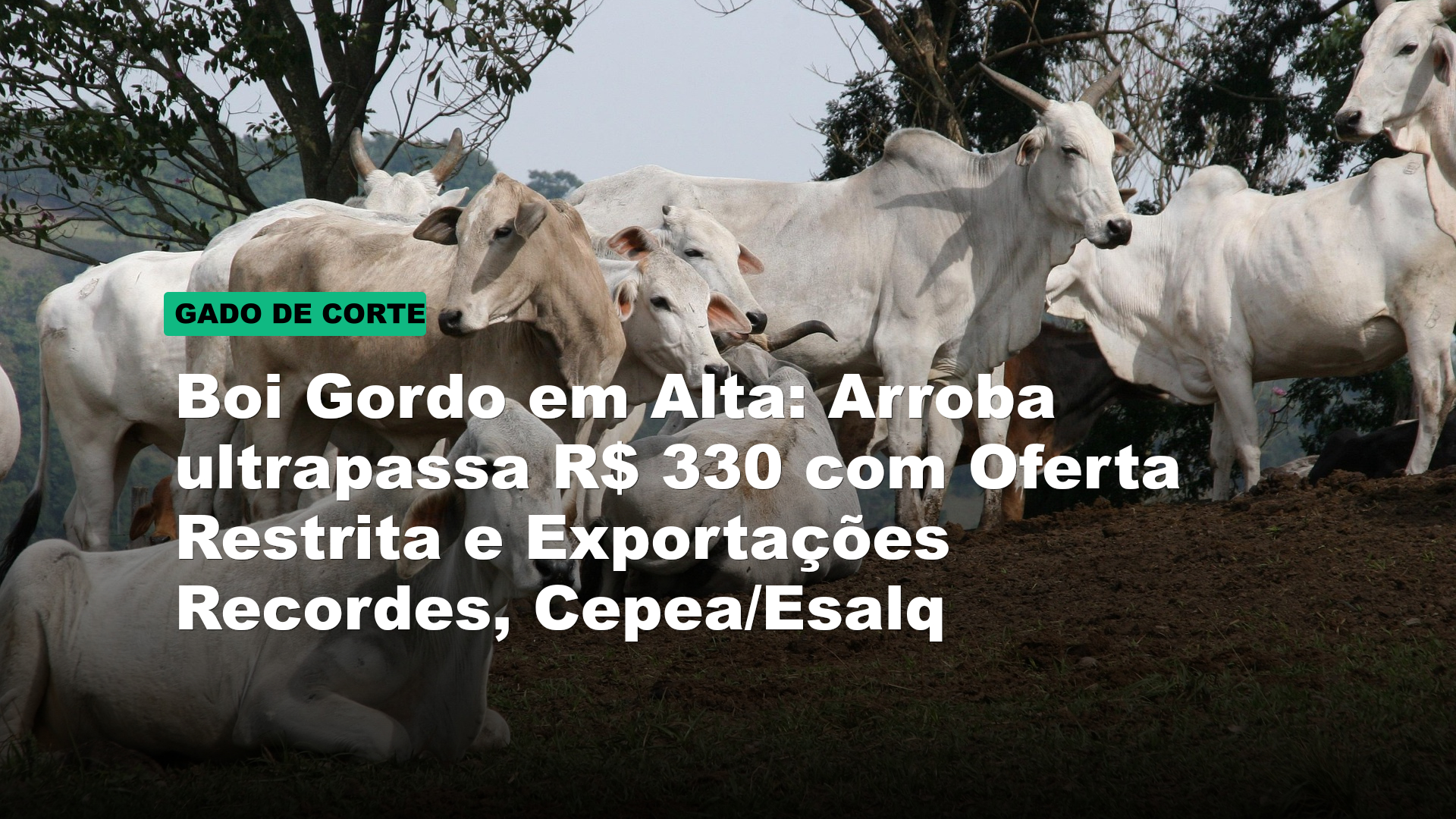 Boi Gordo em Alta: Arroba ultrapassa R$ 330 com Oferta Restrita e Exportações Recordes, Cepea/Esalq