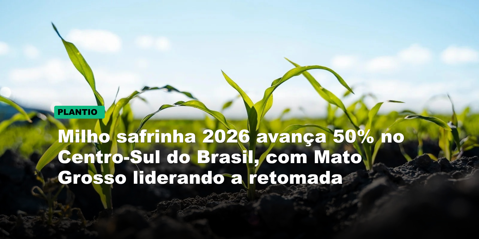 Milho safrinha 2026 avança 50% no Centro-Sul do Brasil, com Mato Grosso liderando a retomada