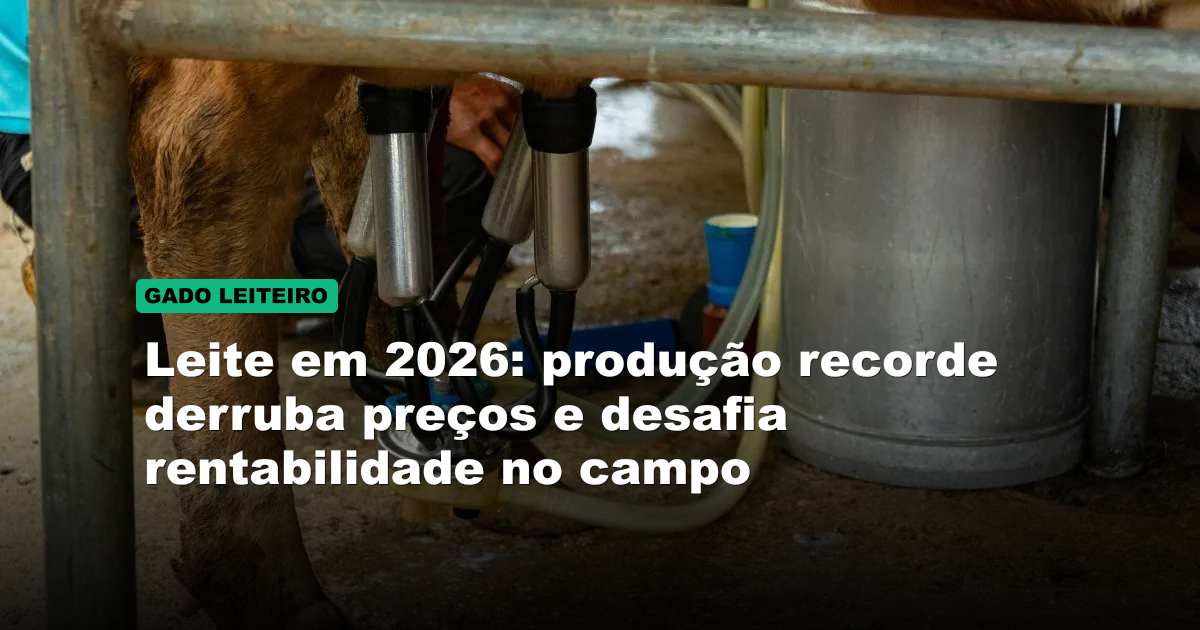 Leite em 2026: produção recorde derruba preços e desafia rentabilidade no campo