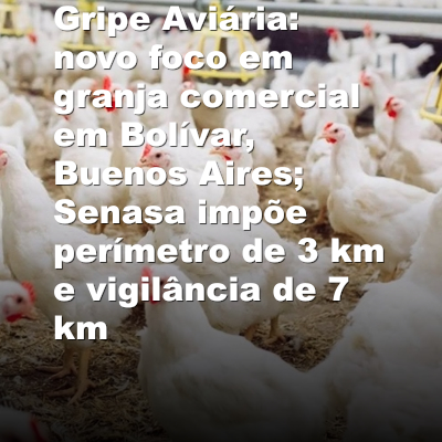 Gripe Aviária: novo foco em granja comercial em Bolívar, Buenos Aires; Senasa impõe perímetro de 3 km e vigilância de 7 km