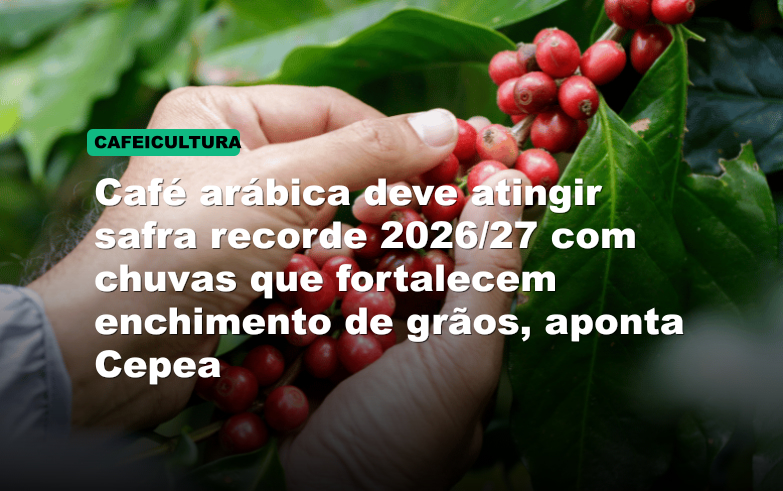 Café arábica deve atingir safra recorde 2026/27 com chuvas que fortalecem enchimento de grãos, aponta Cepea