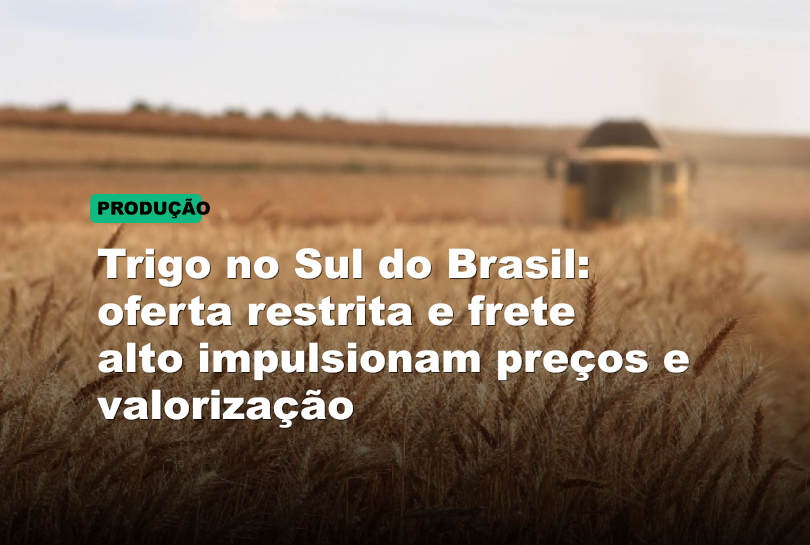 Trigo no Sul do Brasil: oferta restrita e frete alto impulsionam preços e valorização