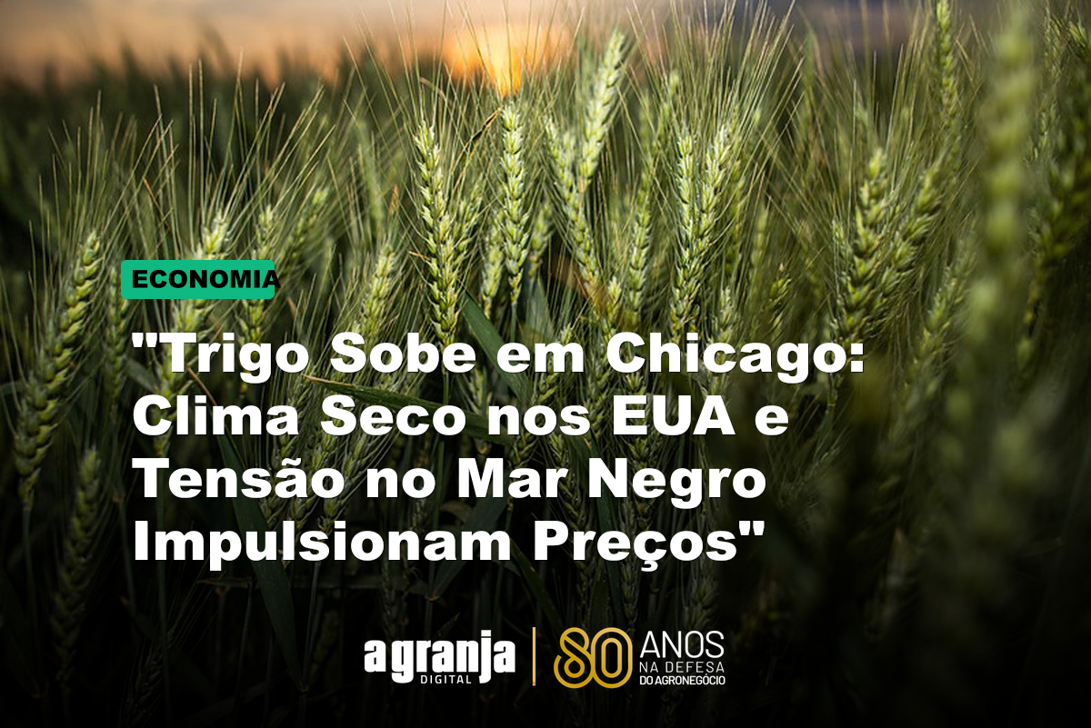 "Trigo Sobe em Chicago: Clima Seco nos EUA e Tensão no Mar Negro Impulsionam Preços"
