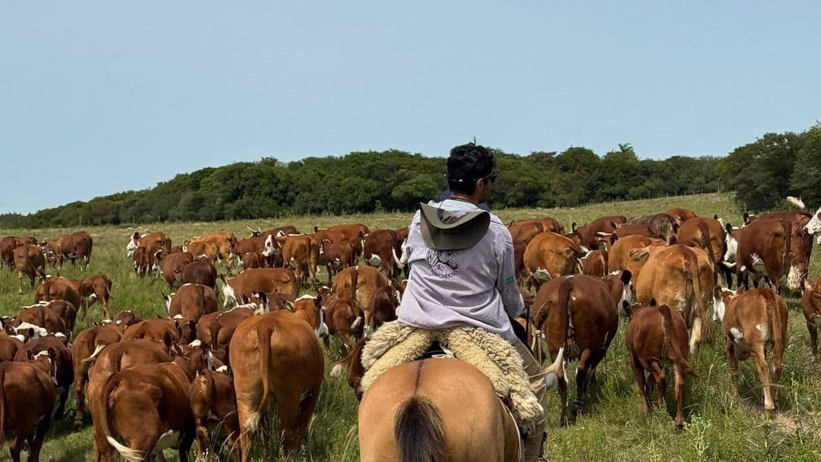 Preço do boi gordo Cepea cai 3,2% em junho, mas registra recorde nominal de 2026; futuros indicam recuperação e oportunidades de hedge