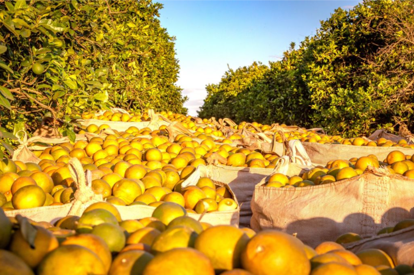 Safra de Laranja 2025-26 no cinturão citrícola de SP e Triângulo Mineiro: 292 milhões de caixas, alta de 27% apesar da seca e da doença greening