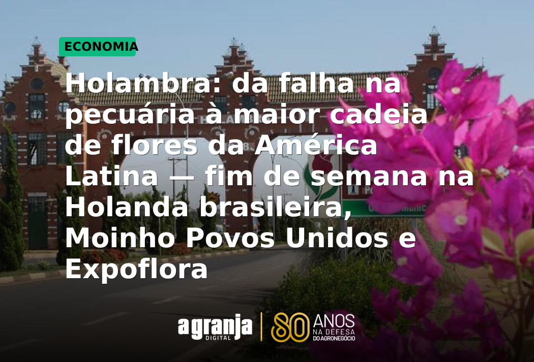 Holambra: da falha na pecuária à maior cadeia de flores da América Latina — fim de semana na Holanda brasileira, Moinho Povos Unidos e Expoflora