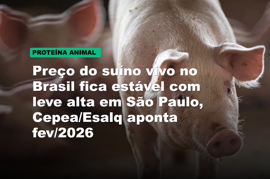 Preço do suíno vivo no Brasil fica estável com leve alta em São Paulo, Cepea/Esalq aponta fev/2026