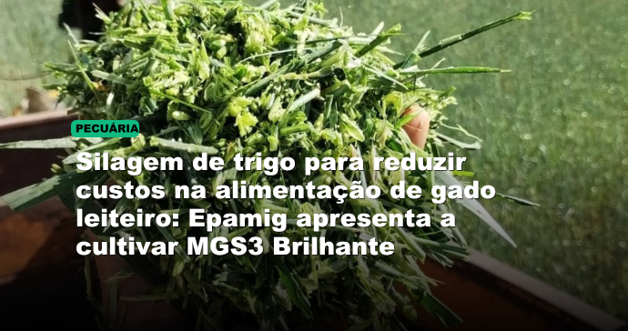 Silagem de trigo para reduzir custos na alimentação de gado leiteiro: Epamig apresenta a cultivar MGS3 Brilhante