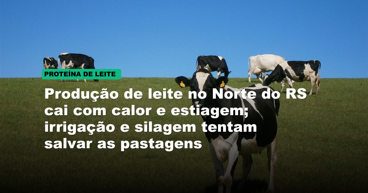 Produção de leite no Norte do RS cai com calor e estiagem; irrigação e silagem tentam salvar as pastagens