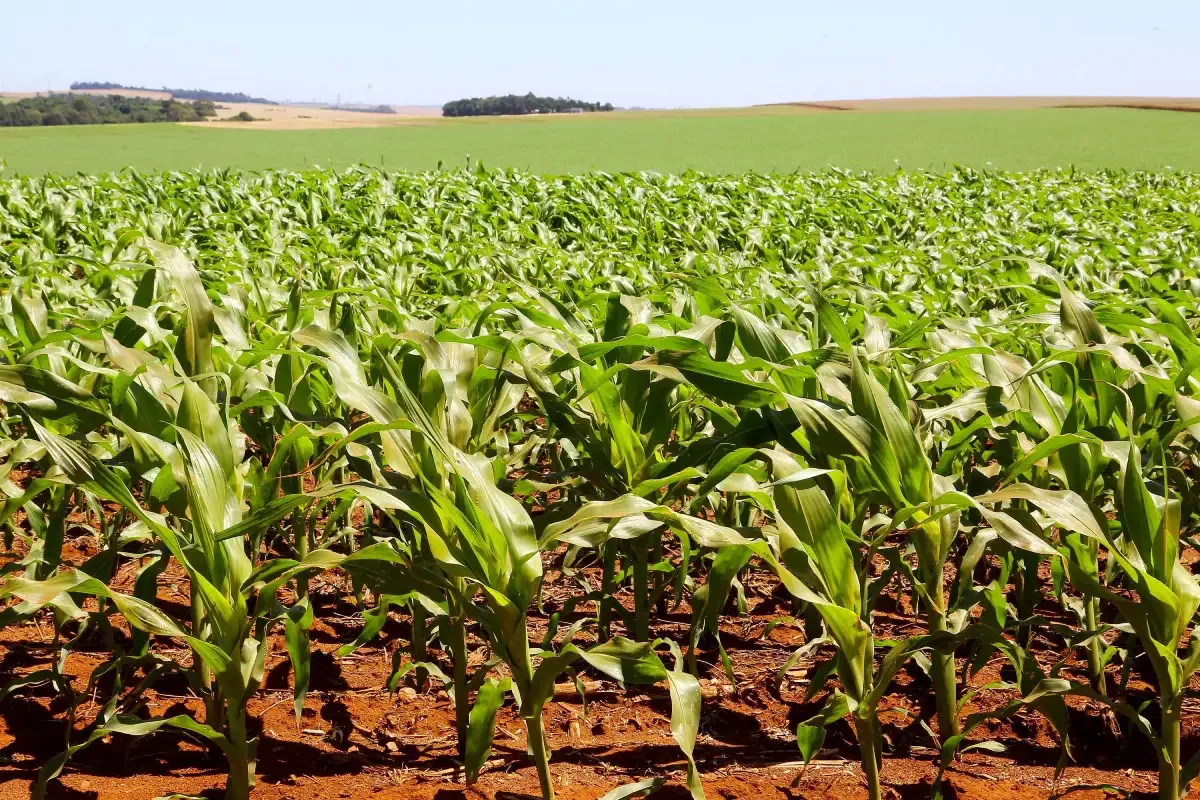 Safra 2025/26 no Paraná: Desafios Climáticos, Avanço da Colheita de Soja e Perspectivas do Milho e Feijão