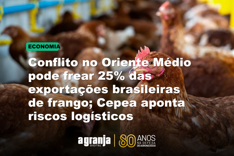 Conflito no Oriente Médio pode frear 25% das exportações brasileiras de frango; Cepea aponta riscos logísticos