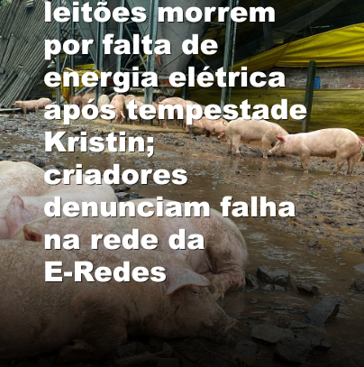 Leiria: 200 leitões morrem por falta de energia elétrica após tempestade Kristin; criadores denunciam falha na rede da E-Redes