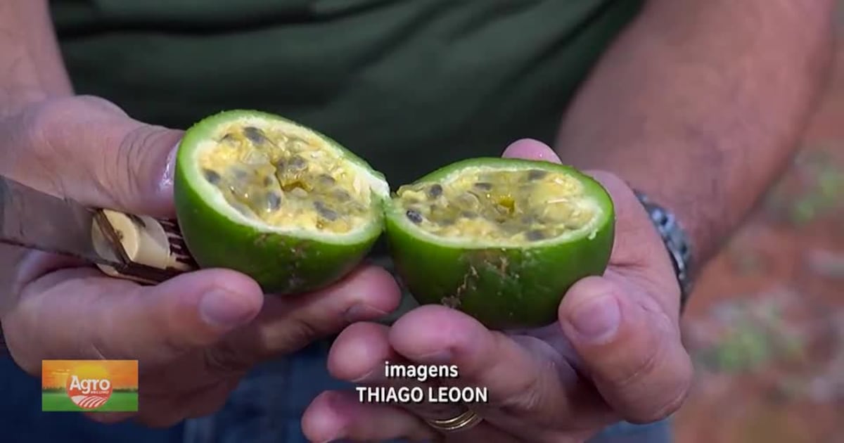 "Maracujá Pérola do Cerrado: O Superalimento Brasileiro que Conquista o Paladar e Ganha Mercado"