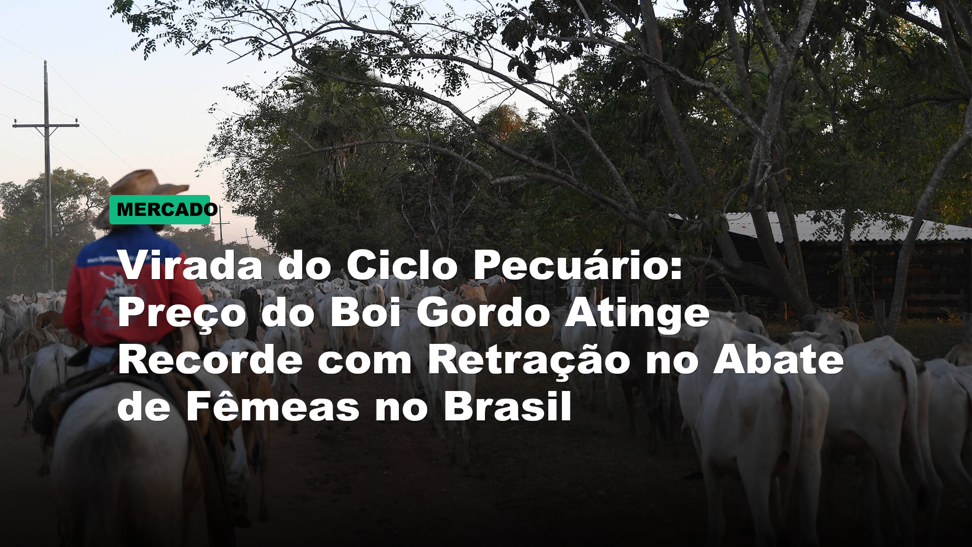 Virada do Ciclo Pecuário: Preço do Boi Gordo Atinge Recorde com Retração no Abate de Fêmeas no Brasil