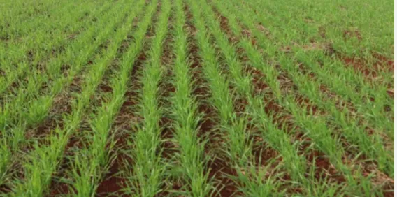 Chuvas previstas no Sul podem superar 150 mm e aumentam atenção sobre o trigo