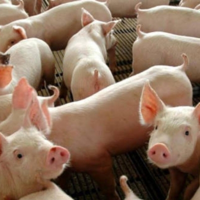 Gripe Suína A(H1N1)v: Espanha alerta OMS sobre possível transmissão pessoa a pessoa; risco muito baixo