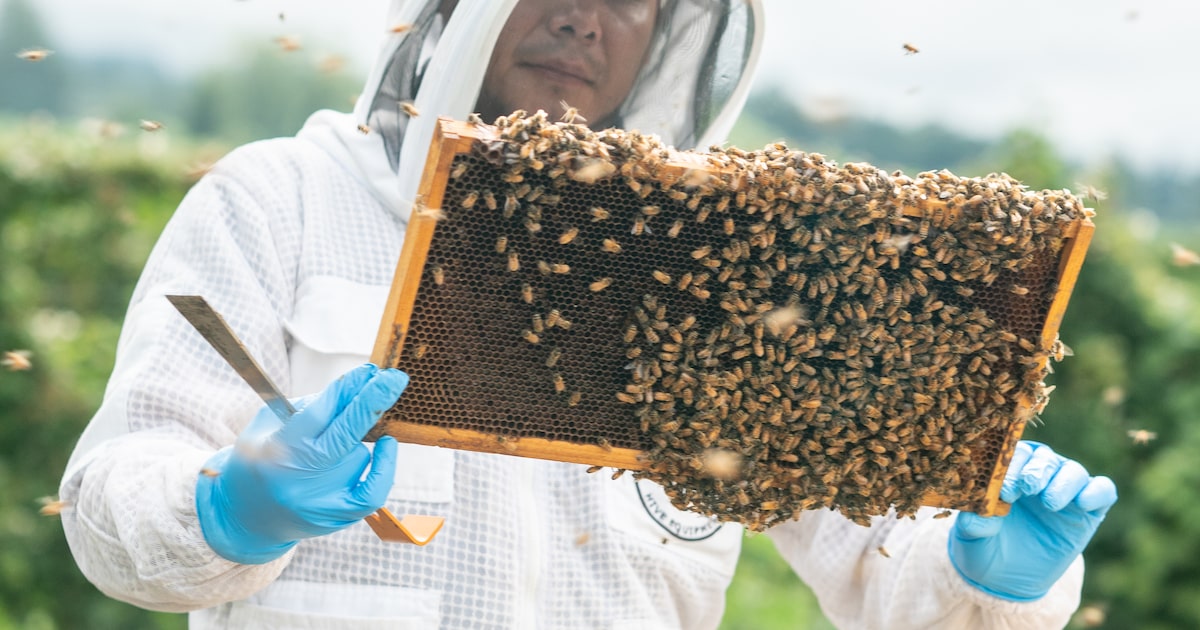 Beeflow mira o Brasil para expansão de polinização com abelhas e meta de faturar US$ 10 milhões em 2026