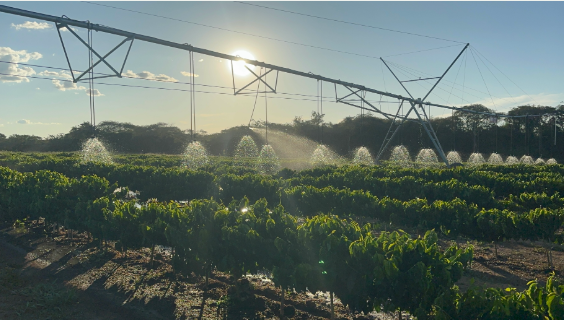 Faemg/Senar 2025: Avanços em Capacitação Rural, ATeG e Inovação Tecnológica na Cafeicultura de Minas Gerais