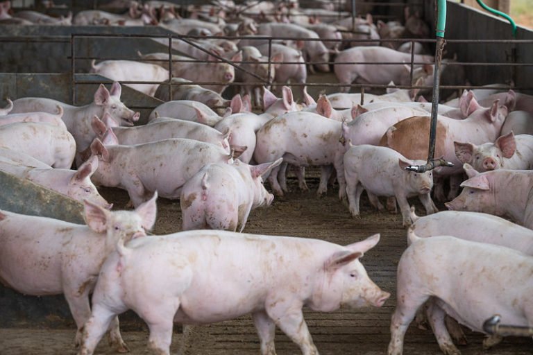 Suínos: preços sobem na maioria das praças
