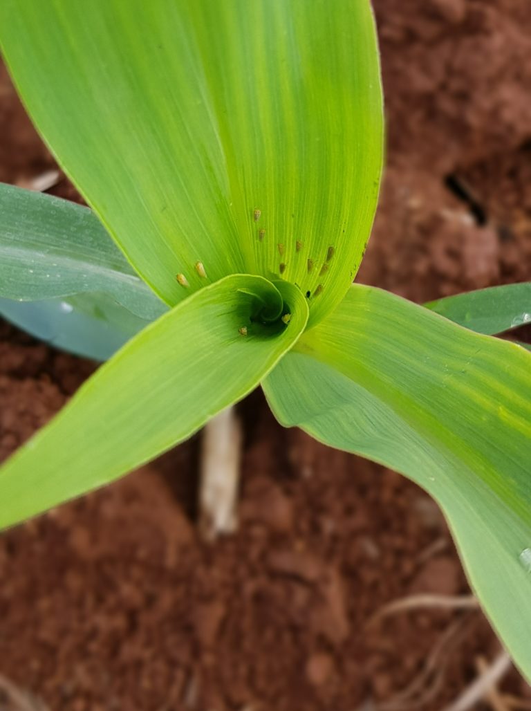 Infectividade da cigarrinha-do-milho sobe em SC, apesar de queda da população