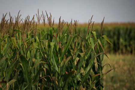 Lavouras apresentam perdas pontuais significativas por causa do granizo em SC