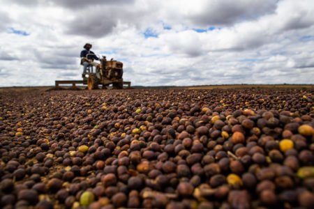Produção de café cai no País e deve ficar em 46,9 milhões de sacas