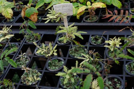 Projeto prevê a recuperação de 100 mil hectares de pastagens no Cerrado