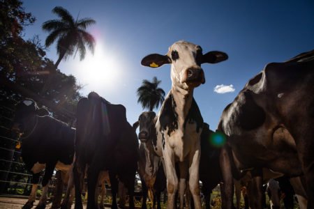 Epagri dá sugestões de como pecuaristas podem enfrentar a estiagem