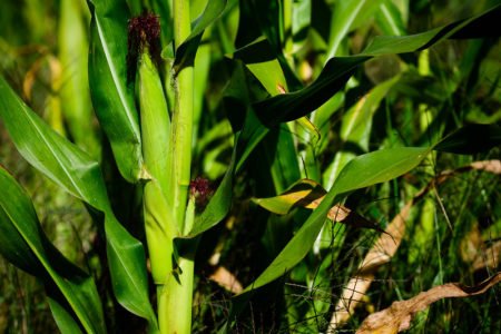 Preço do milho cai no mercado interno, mas tem alta no externo