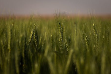 Alta nos custos da produção de trigo exige racionalização de recursos