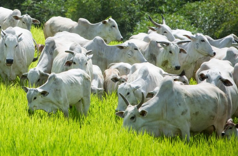 Silêncio chinês e baixo consumo causam pior cotação da carne para setembro desde 2005