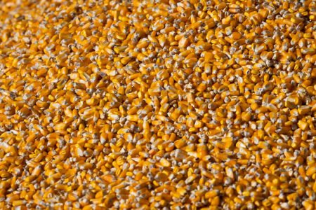 Valor do milho cai no mercado interno, mas sobe nos portos