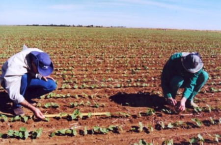 Procedimento ajuda a controlar pragas sem perda na produção de feijão