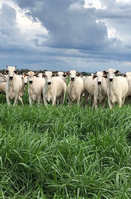 A pecuária a.C e d.C