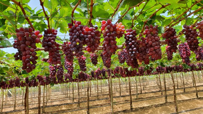 Lançado manejo de uva com sabor de frutas vermelhas para clima tropical