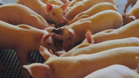 Preços no mercado de suínos seguem em alta