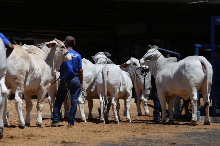 Competições do maior evento da raça Brahman começam nesta quinta-feira