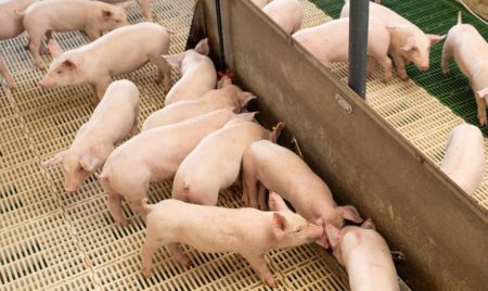 Ceará tem força-tarefa no combate à peste suína clássica