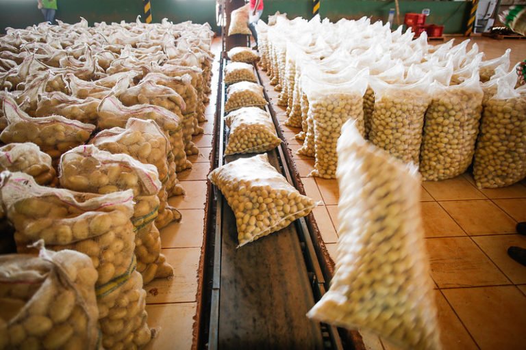 Geadas e insumos caros aumentam custos da bataticultura