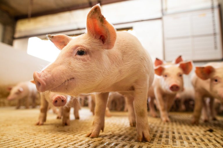 Pecuária é um dos principais pilares da economia brasileira