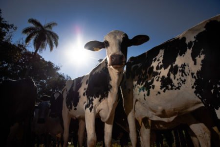 Acordo vai incentivar redução de emissões na pecuária bovina