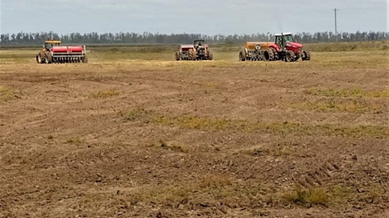 RS: semeadura do arroz atinge 36% nesta semana